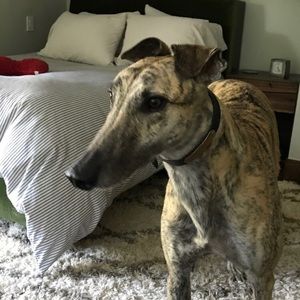 Meet your Posher, Josue